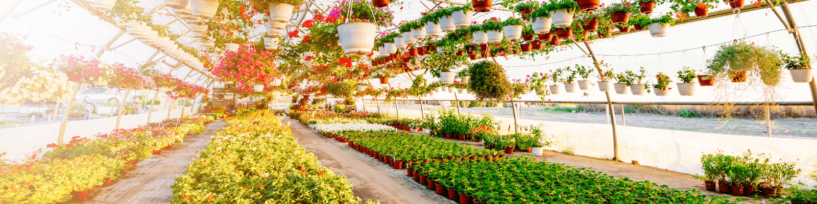 Get the Most from Your Weed Killers with Breeze XL